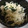 ゆ→き©'s cooksnap of when they made 切り干し大根とワカメのポン酢和え.