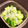 magma☆'s cooksnap of when they made 切って混ぜるだけ★簡単やみつききゅうり.