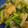 柊さくら's cooksnap of when they made ピリ辛ゆずこしょう風味❢大根・おあげ炒め.