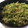 ぱるママぱたこ's cooksnap of when they made 簡単！お手軽！ピーマンとしらす炒め.