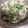 テンchan's cooksnap of when they made れんこんのシャキシャキサラダ.