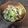 ねぎょりた's cooksnap of when they made 搾菜とチンゲン菜の豚肉炒め.