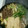 miyarobo's cooksnap of when they made すき焼き　うちの割り下.