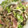 クック7G6L7A☆'s cooksnap of when they made 白菜と舞茸の簡単レンジ蒸し♡.