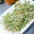 なおころピッコロ's cooksnap of when they made チャチャッと炒め☆豆苗モヤシのオイスター.