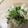 ☆tomo_☆'s cooksnap of when they made ささみと豆苗とれんこんのさっぱり梅和え.