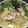 ママここ's cooksnap of when they made スッキリさっぱり、アジア風な塩ラーメン.