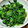 るなおママ's cooksnap of when they made ちぢみほうれん草のおひたし。.