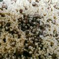 ソプラノさん's cooksnap of when they made 玄米ご飯.