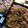 ★チ★ロ★ル★'s cooksnap of when they made 圧力鍋でお赤飯.