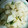 ASシュガー's cooksnap of when they made 『千代の一番』を利用した大根の浅漬け✿.