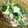 sakuume1's cooksnap of when they made 舞茸シリーズ!ほうれん草の炒め物.