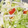 15himawari's cooksnap of when they made 白菜とりんごのさっぱりサラダ.