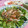 にゃにゃ☆☆☆'s cooksnap of when they made 韓国風♪アジのお刺身で簡単ごちそうサラダ.