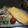 milk2424's cooksnap of when they made 我が家の甘くない卵焼き☆だし巻き卵.