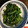 黒猫ぶんぶん's cooksnap of when they made 旬☆菜の花☆簡単☆からしめんつゆ和え.