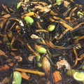 msk626's cooksnap of when they made お弁当用に自然解凍で♪生ひじきの炒め煮.