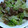 ナーちゃん's cooksnap of when they made ぱぱっと！牛肉とレタスの炒め物.