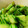 ソラママ☆たま☆'s cooksnap of when they made 簡単！ きゅうりの浅漬け.