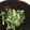 チャロイ's cooksnap of when they made 食べやすい！春菊の胡麻和え.