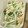 クックANK4OY☆'s cooksnap of when they made 水菜と大根とカニカマのマヨぽんサラダ.