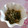 ミミコスタ's cooksnap of when they made 切り昆布とジャガイモの洋風炒め.