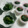 にゃんこももたろう's cooksnap of when they made ほうれん草のお浸し　簡単！美味しい！.