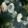 クックFJRVS0☆'s cooksnap of when they made あさりの砂抜き♡.