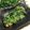 なつき☆ミ's cooksnap of when they made 鶏肉のみぞれがけ　～こんもり野菜～.