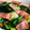 クック64OY6U☆'s cooksnap of when they made 簡単！ハム、レタス炒め！.