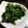 koomee's cooksnap of when they made 春菊のごまきな粉和え.