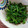 カバゴン's cooksnap of when they made めっさ簡単　からし菜お浸し(ふりかけ).