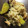 ねこぐらし's cooksnap of when they made 鶏肉とさつまいもの炊き込みご飯.
