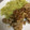 gumy's cooksnap of when they made 豚肉の生姜焼き（玉ねぎが秘訣）.