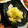 ううこりす's cooksnap of when they made 爽やか！白菜の漬物.
