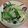 ☆★林檎☆★'s cooksnap of when they made 小松菜とベーコンのペペロンチーノ★.