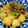 はずママ☆'s cooksnap of when they made 牛肉と里いもとごぼうの煮物.