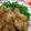 七色ワクチン's cooksnap of when they made 漬込み不要★マーマレードde生姜焼き.