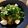 まりんごっこ's cooksnap of when they made レンジで簡単！豚しゃぶきのこぽんず.