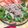 mikutasu's cooksnap of when they made 塩麹☆豚こま肉のおかずサラダ.