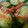 クックDQ7S9M☆'s cooksnap of when they made きゅうりと桜エビの酢の物.