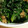 あさここなっつ's cooksnap of when they made ちぢみほうれん草の胡麻和え.