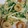 イカ輪's cooksnap of when they made ちくわとみず菜の卵とじ.