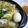 uronn's cooksnap of when they made 鶏白菜あっさり煮 With にんにくみそ.