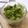 atsuka's cooksnap of when they made わさび菜 の 韓国風 サラダ.