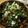 低カロ探検隊's cooksnap of when they made パセリとツナのマヨネーズ和え.