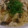 pademelon's cooksnap of when they made 和風＊ささみの梅しそパスタ.