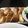 クックN1MC4V☆'s cooksnap of when they made 豚肉のチーズ巻きフライ.