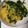 ダテっち☆'s cooksnap of when they made ☆ほうれん草とﾍﾞｰｺﾝのぱすた☆.