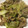 クック94B6MB☆'s cooksnap of when they made 豚レタスぽん炒め.